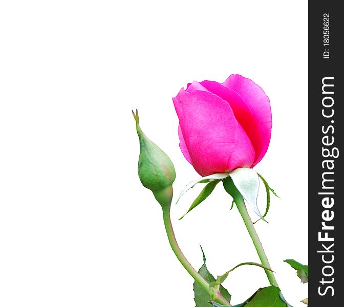 Macro shot of beautiful pink rose on white