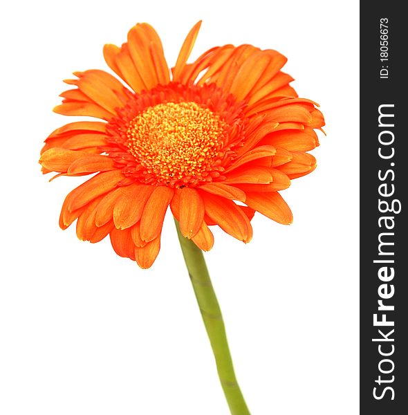 An gerbera daisy bloom isolated