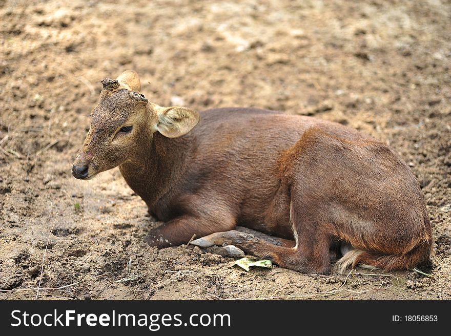 A deer is taking rest under a shady tree. A deer is taking rest under a shady tree