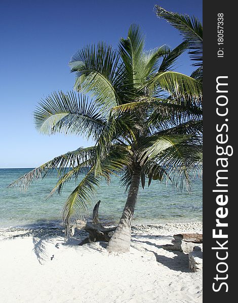 Lone Palm Tree On Beach