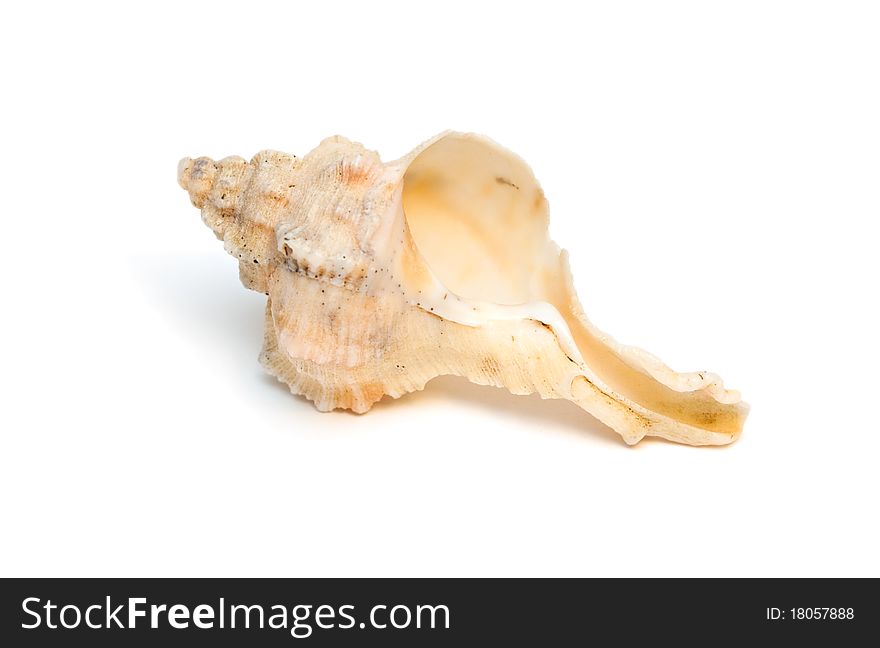 Sea shell isolated on the white background. Sea shell isolated on the white background.