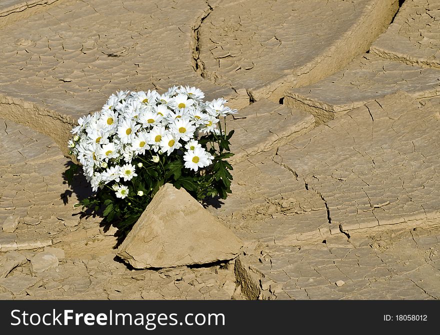 The shot was taken in desert of Negev after winter rain. The shot was taken in desert of Negev after winter rain