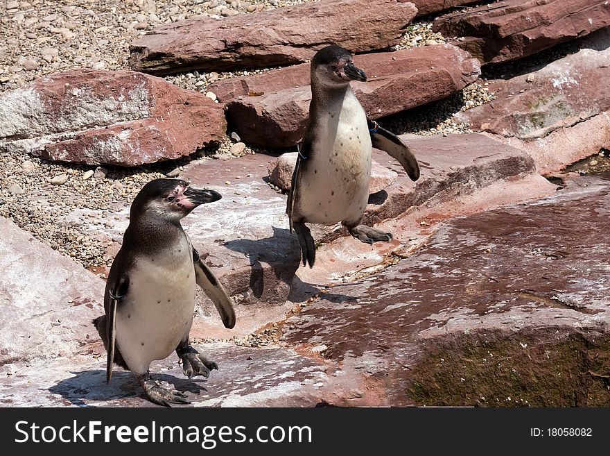 Young penguins at the zoo