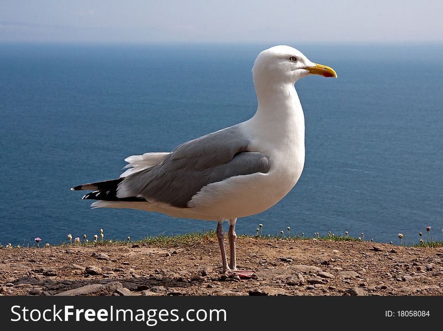 Atlantic seagull at the cliffs