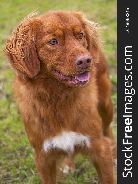 Nova Scotia Duck Tolling Retriever.