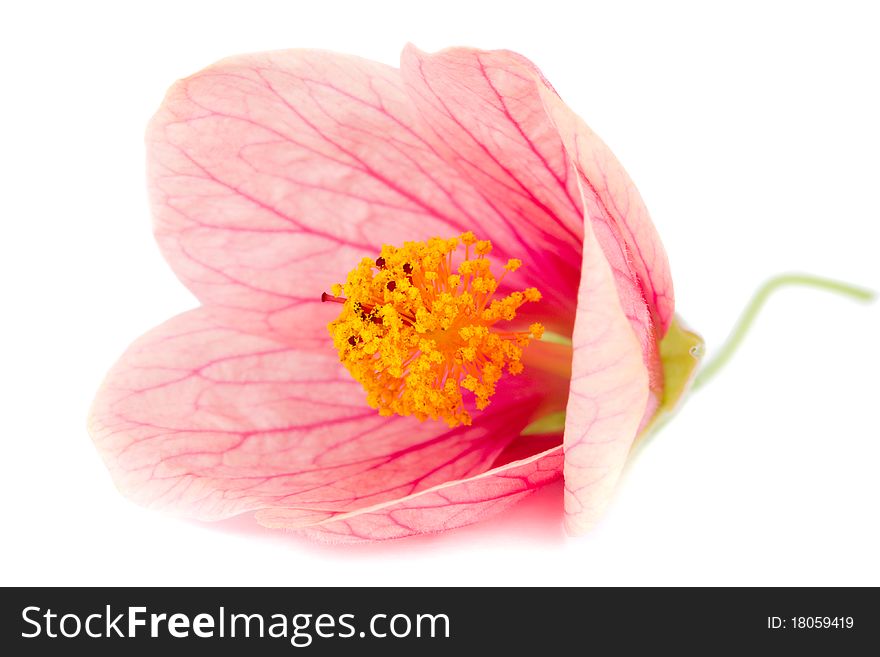 Close-up pink flower, isolated on white