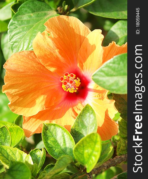 Orange  Mediterranean hibiscus outdoor sunny day
