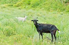 Two Goats (black And White) Stock Photo Two Goats (black And White) Stock Photo