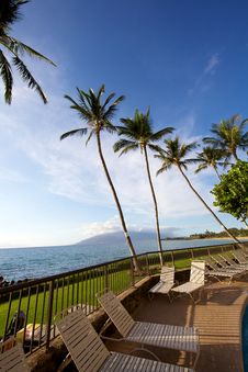 Large Palm Trees Royalty Free Stock Photography Large Palm Trees Royalty Free Stock Photography