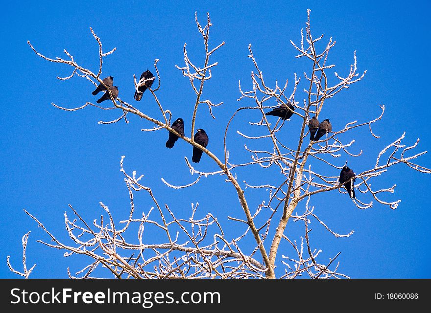 Rooks in tree on branches with snow on blue sky. Rooks in tree on branches with snow on blue sky