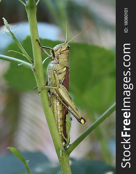 A grasshopper perched on a plant