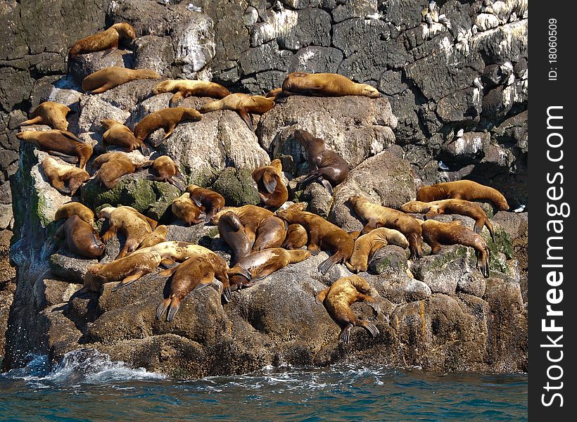 A group of golden brown sea lions sunning themselves on rocks by the water in Alaska.