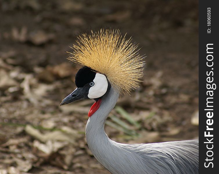 Close up of West African Crowned Crain