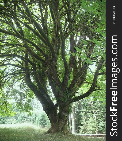Entangled Tree