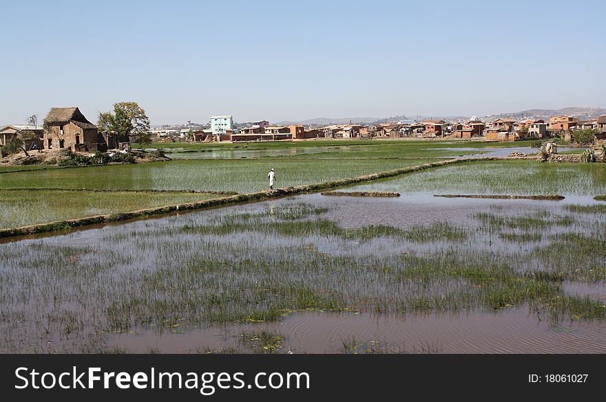 Rice paddies near Antananarivo - Madagascar. Rice paddies near Antananarivo - Madagascar