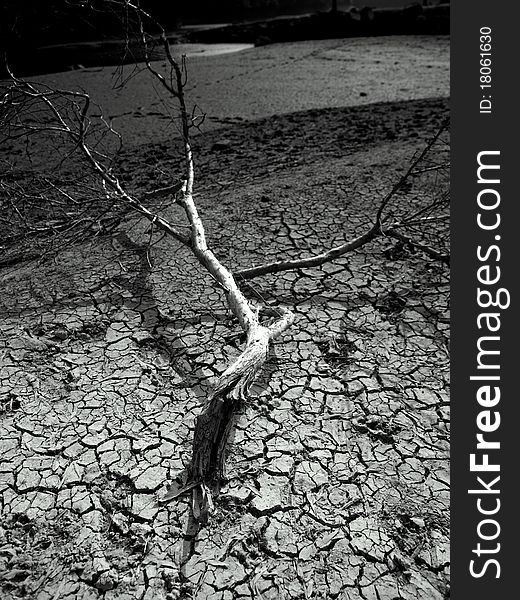 Dry Land and tree BW