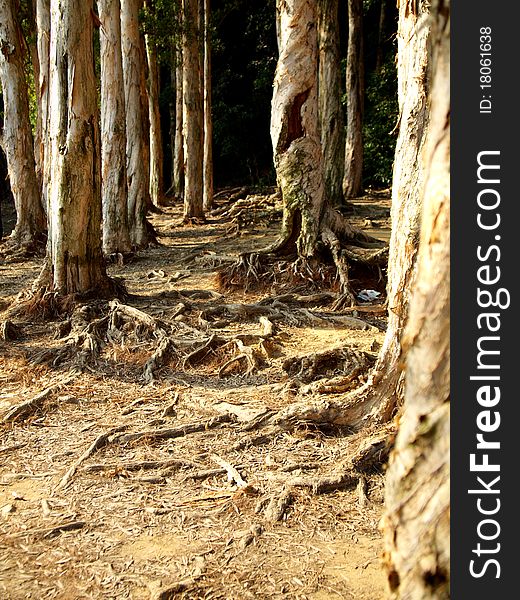 Tree and root in Shing Mun Reservoir Tsuen Wan Hong Kong