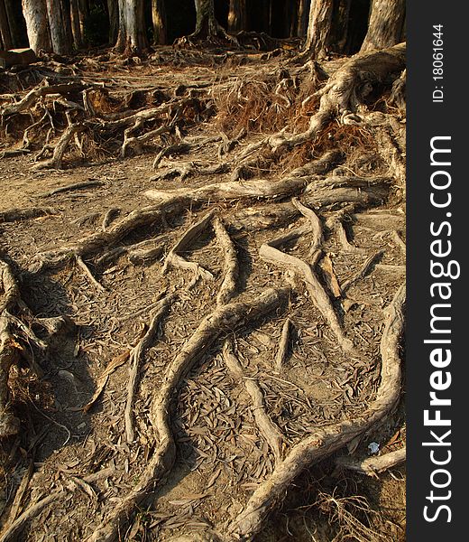 Tree and root in Shing Mun Reservoir Tsuen Wan Hong Kong