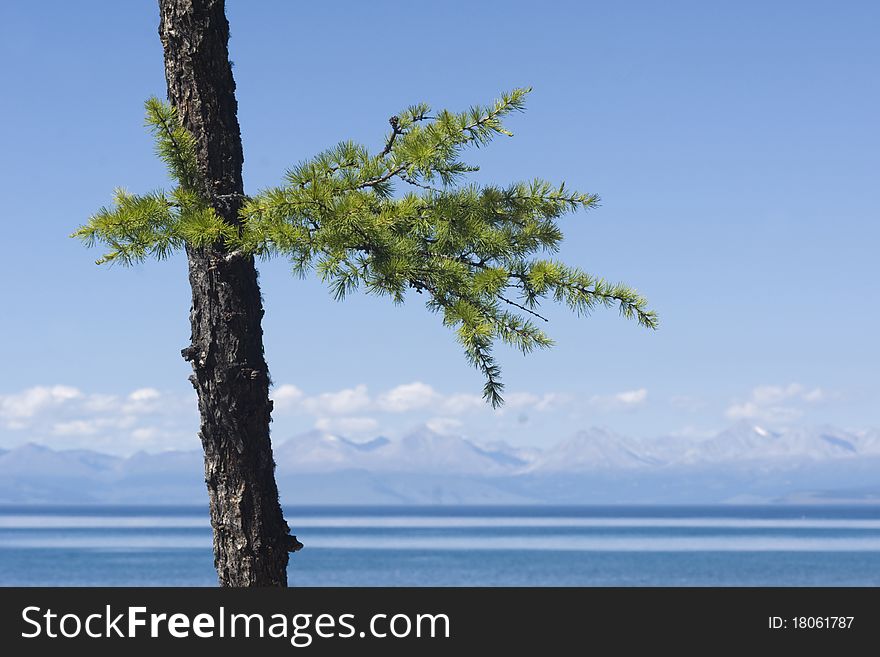 Young Larch On A Shore