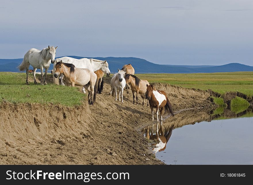 Horses on mongolian lake shore. Horses on mongolian lake shore