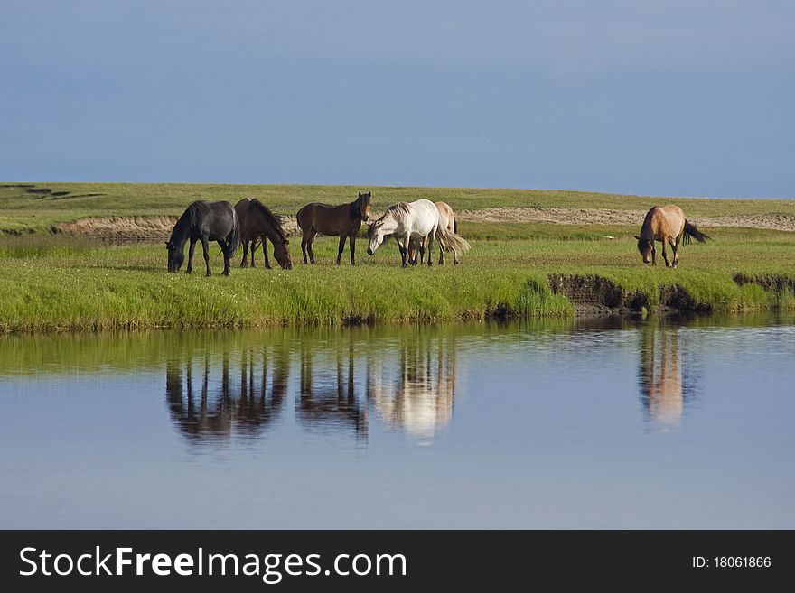 Horses on mongolian lake shore. Horses on mongolian lake shore
