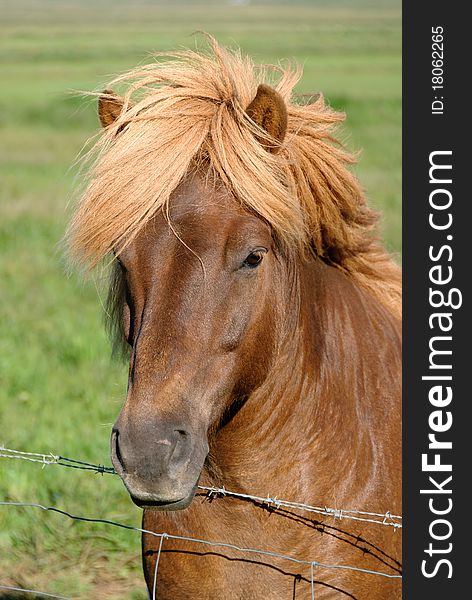 Horse with long mane in Iceland