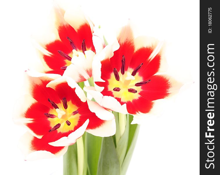 Tulip On A White Background