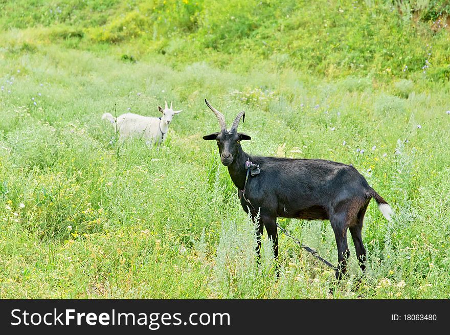 Two goats (black and white)