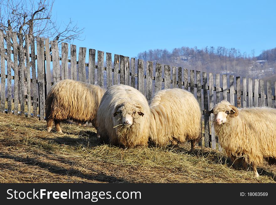 Flock of sheep outoors on a winter day