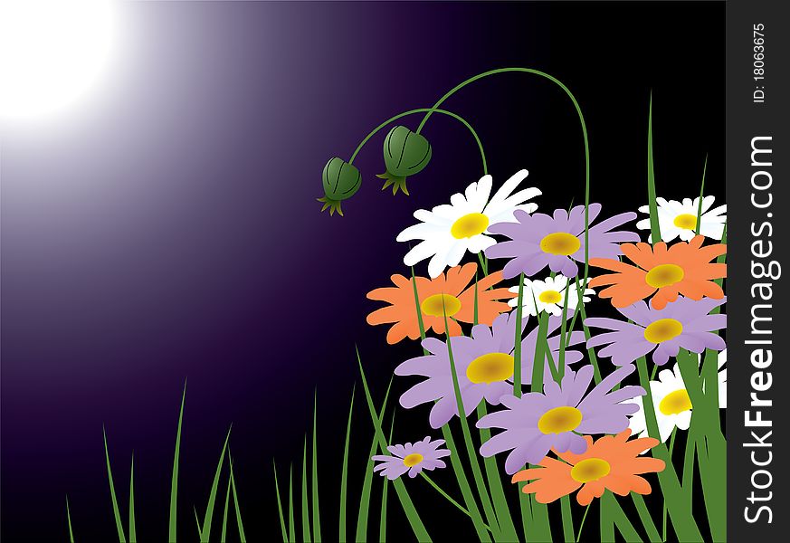vector colorful chamomiles on the meadow in the light of the moon