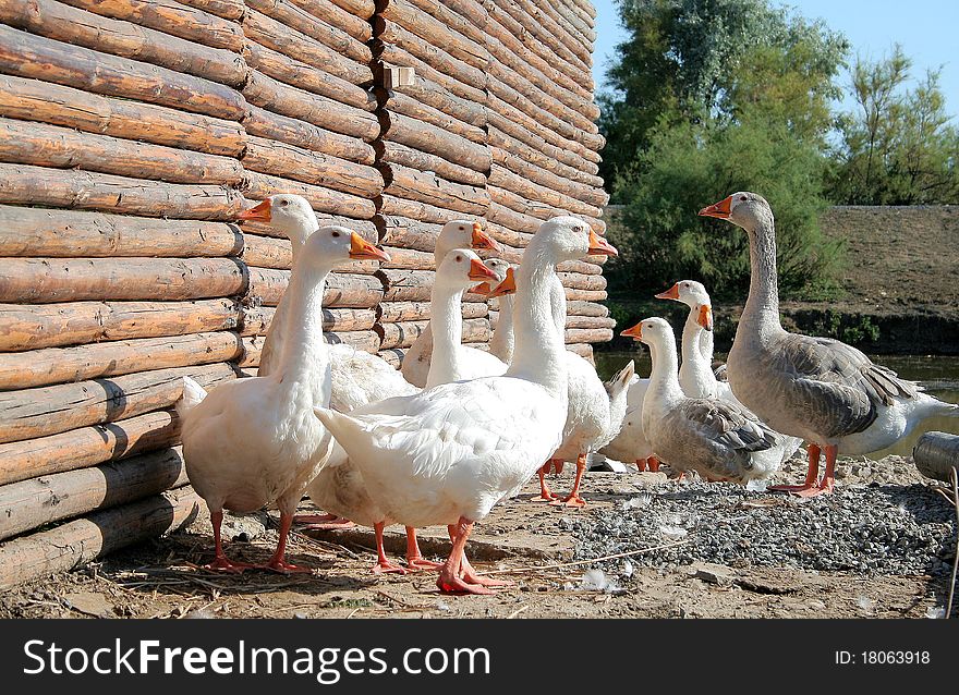 White domestic geese on a farm