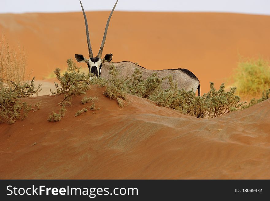 Single oryx standing in the deserts, Africa