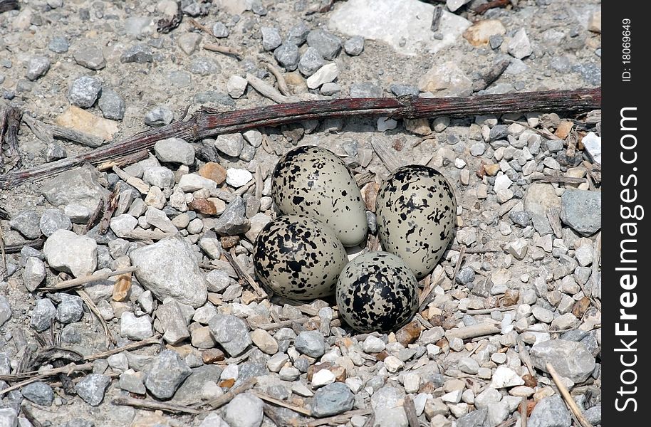 Killdeer eggs in rocky nest