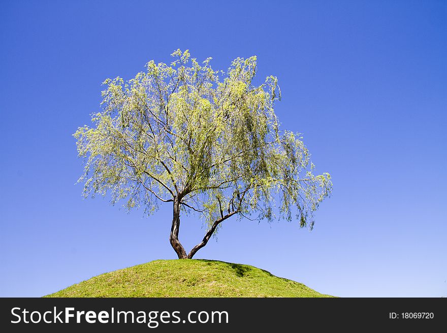 Isolated weeping willow tree on a green grassy hill with blue clear sky. Isolated weeping willow tree on a green grassy hill with blue clear sky