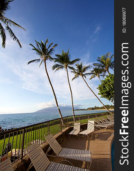 Large palm trees in Hawaii set against blue sky