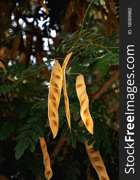 Acacia yellow pods (seeds) in green branches on the tree. Acacia yellow pods (seeds) in green branches on the tree