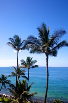 Large Palm Trees Stock Photos Large Palm Trees Stock Photos