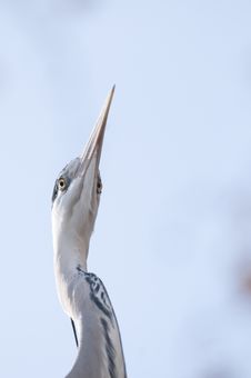 Grey Heron Portrait Stock Photo