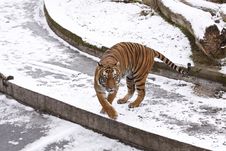 Amur Tiger Stock Photos Amur Tiger Stock Photos