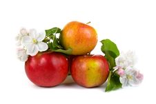 Ripe Red Apples And Apple-tree Blossoms Royalty Free Stock Photos Ripe Red Apples And Apple-tree Blossoms Royalty Free Stock Photos