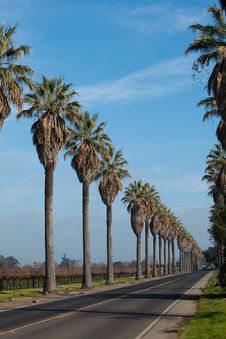 Row Of Palm Trees Along Side A Road Royalty Free Stock Photo