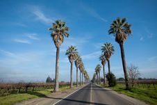 Row Of Palm Trees Along Side A Road Royalty Free Stock Image