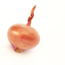 Onion Isolated On White Stock Image Onion Isolated On White Stock Image