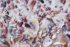 Coned Seashells In Sand At Beach Stock Photo