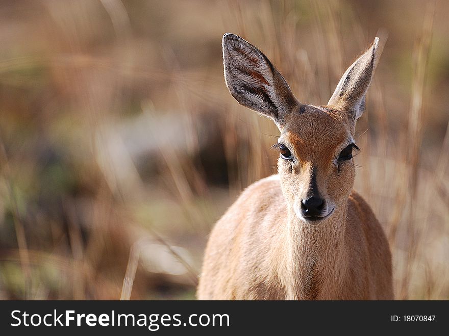 An impala standing in a veld