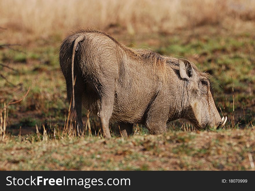 A warthog looking for food in South Africa