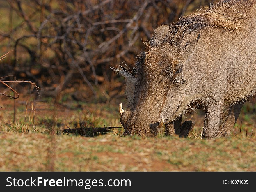 A warthog looking for food