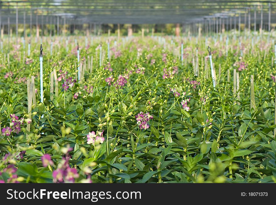 Thai orchid farm at Ratchaburi province Thailand