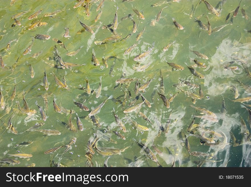 Background with fishes in water