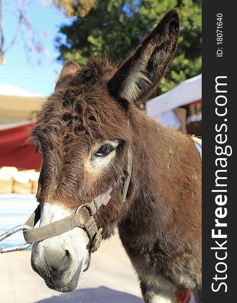 Typical male donkey in a market